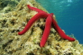   Starfish Ophidiaster ophidianus easy find under sunlight cause lives shady places. places  